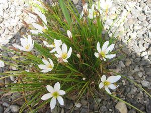Zephyranthes candida