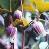 Clematis morefieldii, Morefield's leather flower, downy pink nodding urn-shaped flower on a hairy vine.