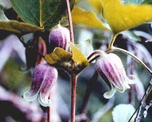 Clematis morefieldii