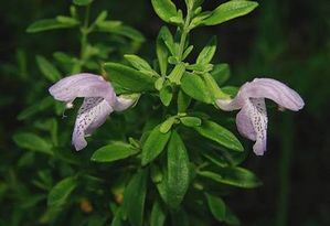 Conradina etonia