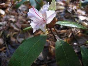 Rhododendron chapmanii