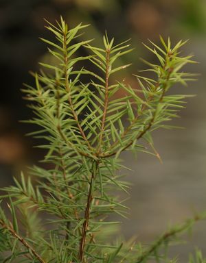 Torreya taxifolia