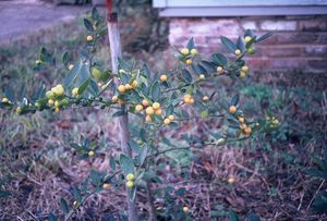 Procimequat, dwarf citrus, small bright orange marble-sized fruit.