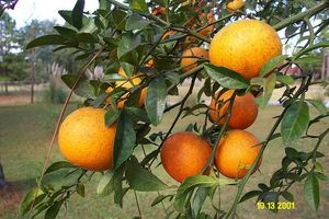 Citrus 'Rusk', Rusk citrange, deep orange fruit among three-parted trifoliate leaves.