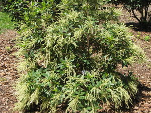 Clethra pringlei