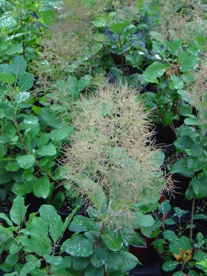 Cotinus obovatus