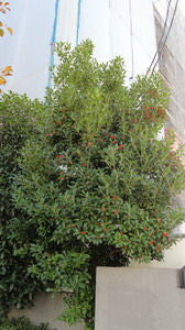 Ilex integra, mochi tree, glossy spineless dark green evergreen leaves and red berries on a Japanese holly