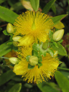 Hypericum nudiflorum, early St. John's Wort, golden flowers and broad light green leaves on a slender native streamside shrub