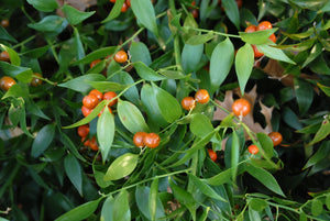Danae racemosa, poet's laurel, arching evergreen stems of glossy tapered phylloclades