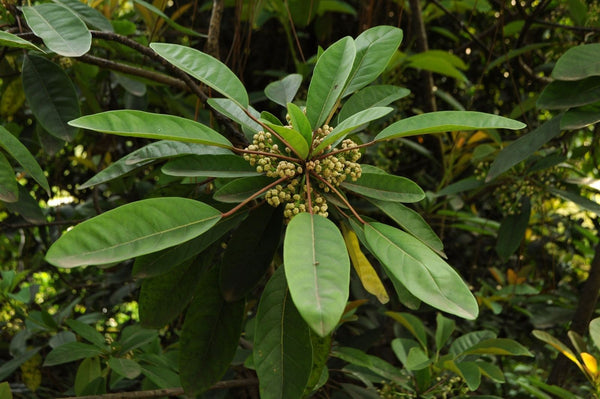 Daphniphyllum calycinum