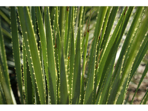 Dasylirion texanum, Texas Sotol, symmetrical rosette of slender blue-green saw-edged leaves