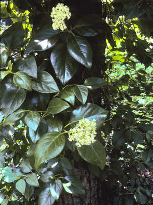 Decumaria barbara, woodvamp, flat creamy-white hydrangea-like flower clusters
