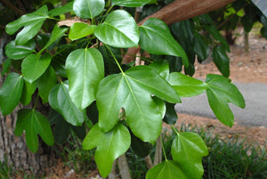 Dendropanax trifidus, kakuremino, glossy evergreen ivy-like foliage