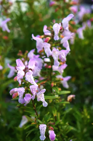Clinopodium 'Desi Arnez', a low evergreen subshrub with aromatic minty foliage and soft pink autumn flowers