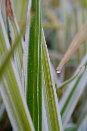 Dianella tasmanica variegata, variegated flax lily, white-and-green striped strappy foliage