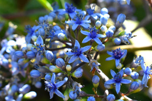 Dichroa febrifuga, chang shan, flat-topped clusters of blue flowers