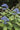 Dichroa versicolor