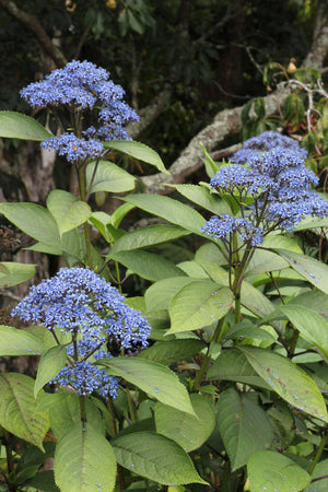 Dichroa versicolor evergreen hydrangea with large blue flower corymbs above glossy green leaves