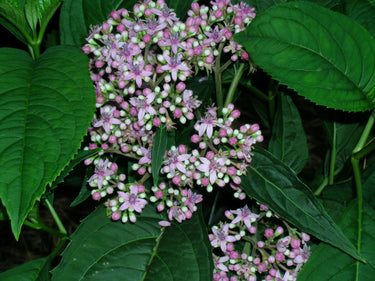Dichroa versicolor