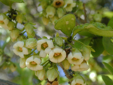 Diospyros texana