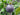 Diospyros texana