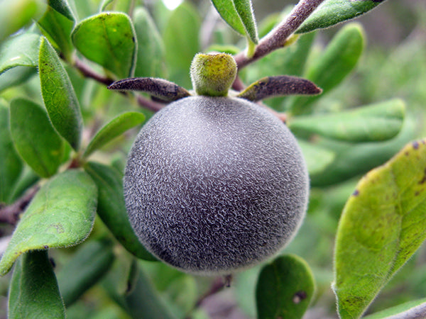 Diospyros texana