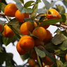 Diospyros virginiana American persimmon ripe orange fruit and dark green foliage