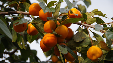 Diospyros virginiana