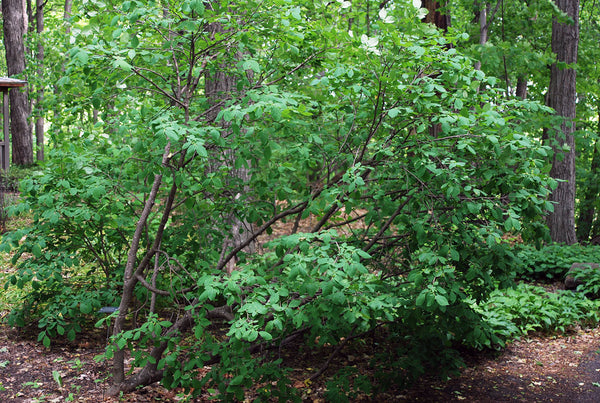 Dirca palustris