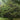 Distylium racemosum, isu tree, an evergreen shrub offered by Woodlanders.