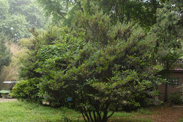 Distylium racemosum, isu tree, an evergreen shrub offered by Woodlanders.