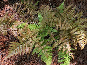 Dryopteris erythrosora 'Brilliance' autumn fern with metallic copper-orange new fronds