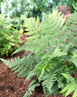 Dryopteris remota, remote wood fern, arching finely cut green fronds forming an upright, vase-shaped clump.