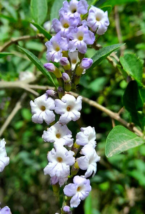 Duranta serratifolia, tala blanco, clusters of violet-blue tubular flowers on an arching, spiny shrub.