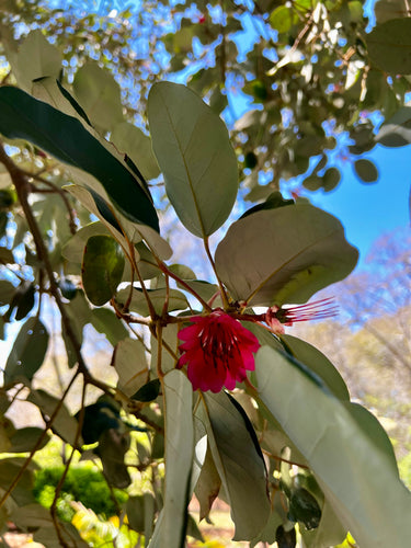 Rhodoleia henryi