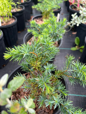 Juniperus communis 'Hitchcock' ground juniper, a low prostrate evergreen mat of prickly blue-green needles.