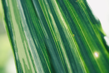 Aspidistra elatior "Variegata"
