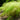 Muhlenbergia dumosa, bamboo muhly, an ornamental grass offered by Woodlanders.