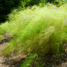 Muhlenbergia dumosa, bamboo muhly, an ornamental grass offered by Woodlanders.