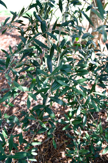 Olea europaea, olive tree, offered by Woodlanders.