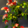 Justicia brandegeana shrimp plant with orange flower bracts