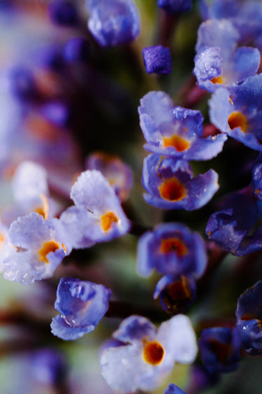 Buddleia davidii x fallowiana 'Lochinch'