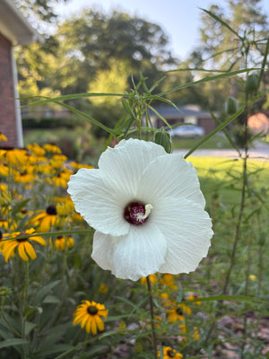 Hibiscus dasycalyx Neches River rose mallow, ivory flower with a deep maroon throat.