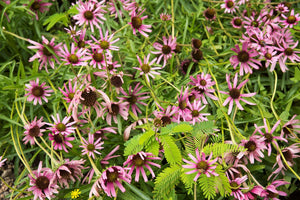 Echinacea tennesseensis, Tennessee coneflower, upward-facing rose-pink blooms with coppery central cones.