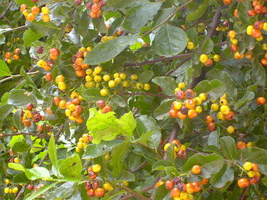 Ehretia anacua