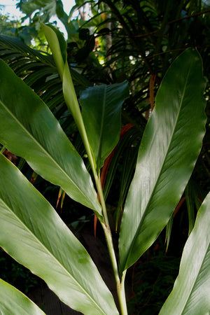 Elettaria cardamomum, true cardamom, an aromatic perennial in the ginger family offered by Woodlanders.