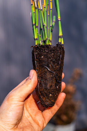 The Rain Garden Set