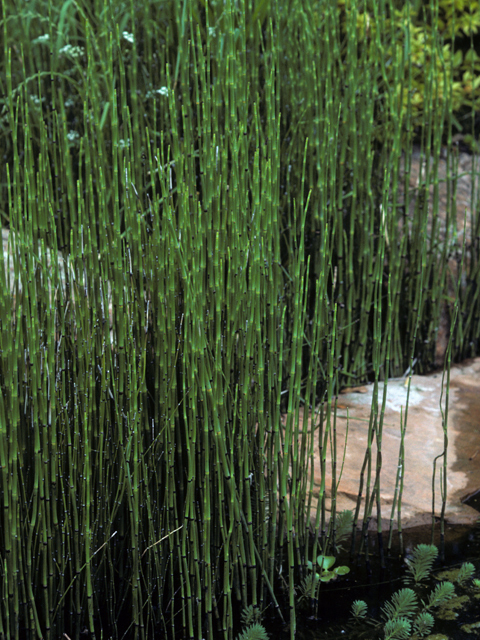 Equisetum hyemale