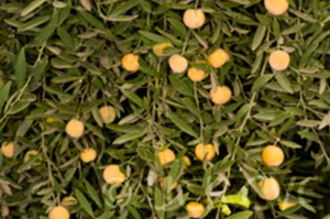 Eremocitrus glauca x Meyer lemon 'Razzlequat', small tart lemon-shaped citrus fruit on thorny branches.