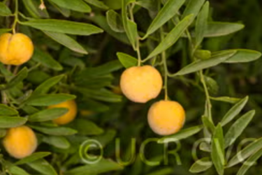 Eremocitrus glauca × Meyer lemon